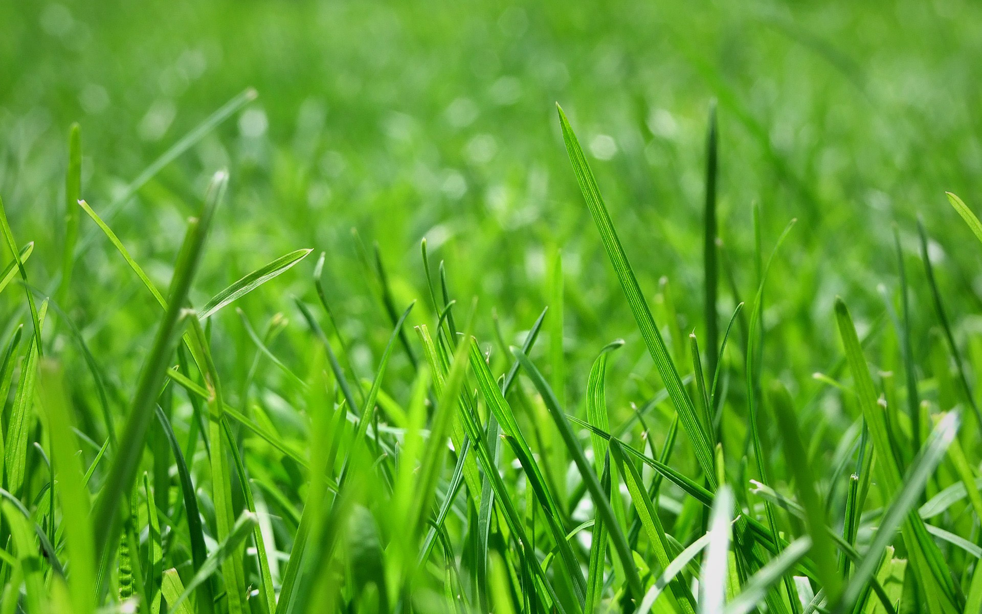 Organic Lawn Care For Beginners
