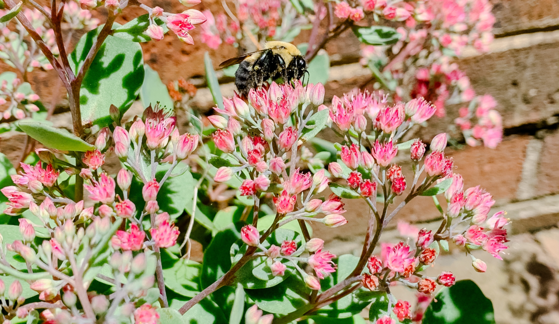 How To Create A Bee-Friendly Backyard To Protect Pollinators