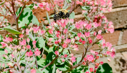 Creating a bee-friendly backyard