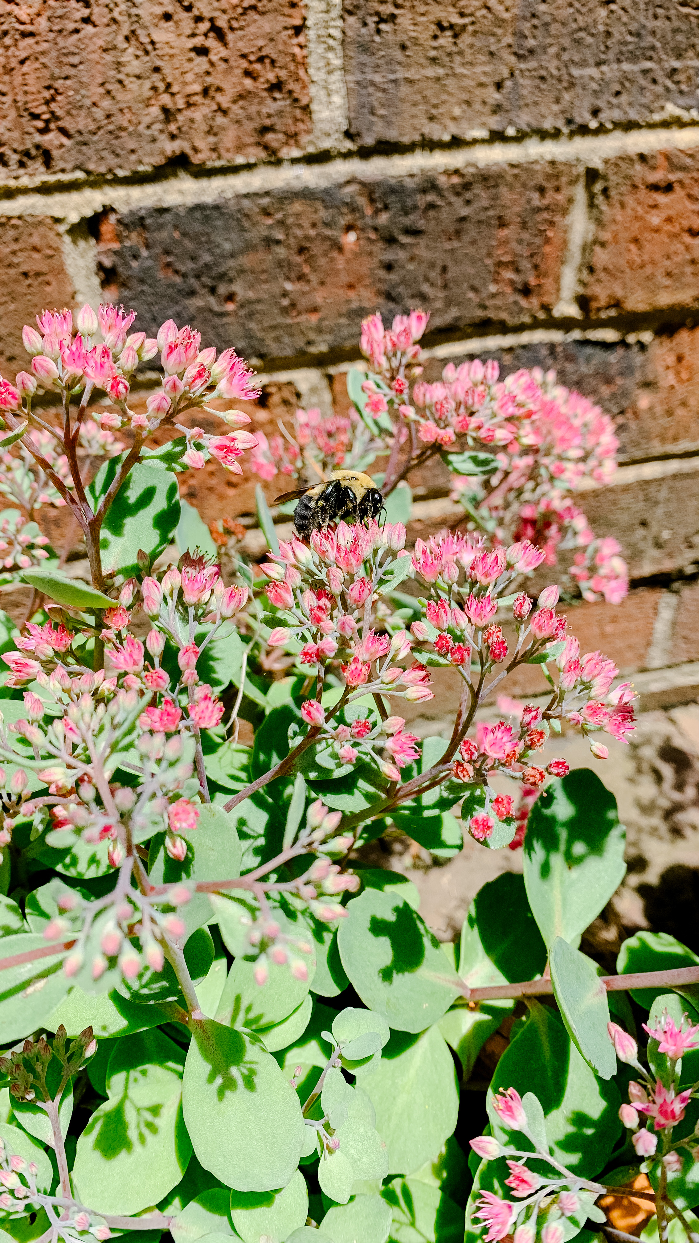 Creating a bee-friendly backyard