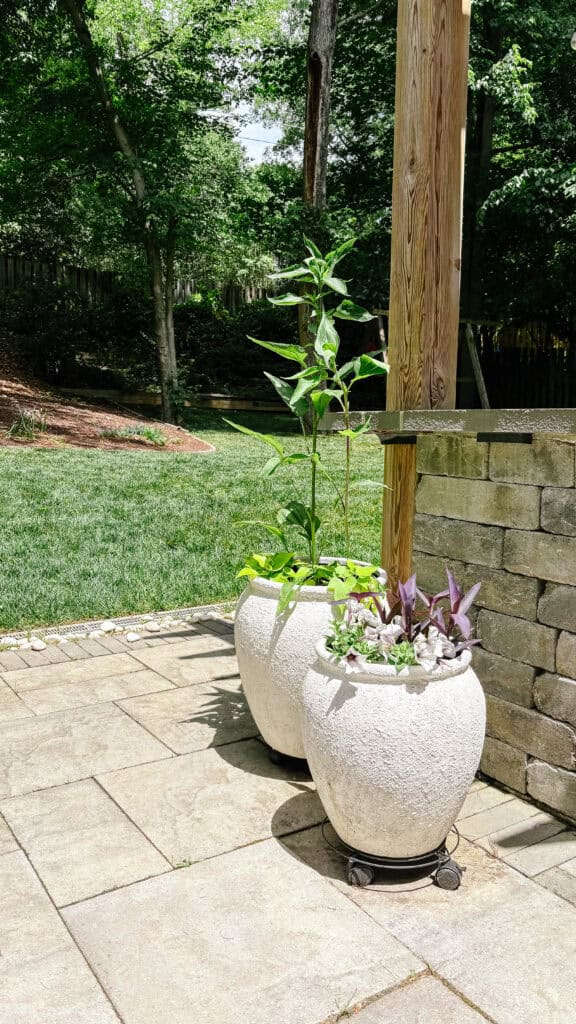 A mosquito-free backyard